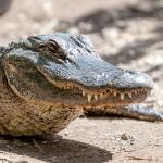 American Alligator