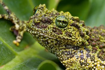 Mossy frog