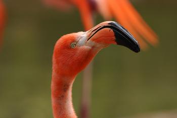 Caribbean flamingo with beak facing right, looking into camera