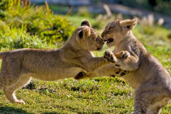 A pair of lion cubs play fight