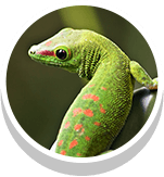 bright green lizard